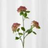 Bærgren - Rosa