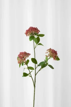 Bærgren - Rosa