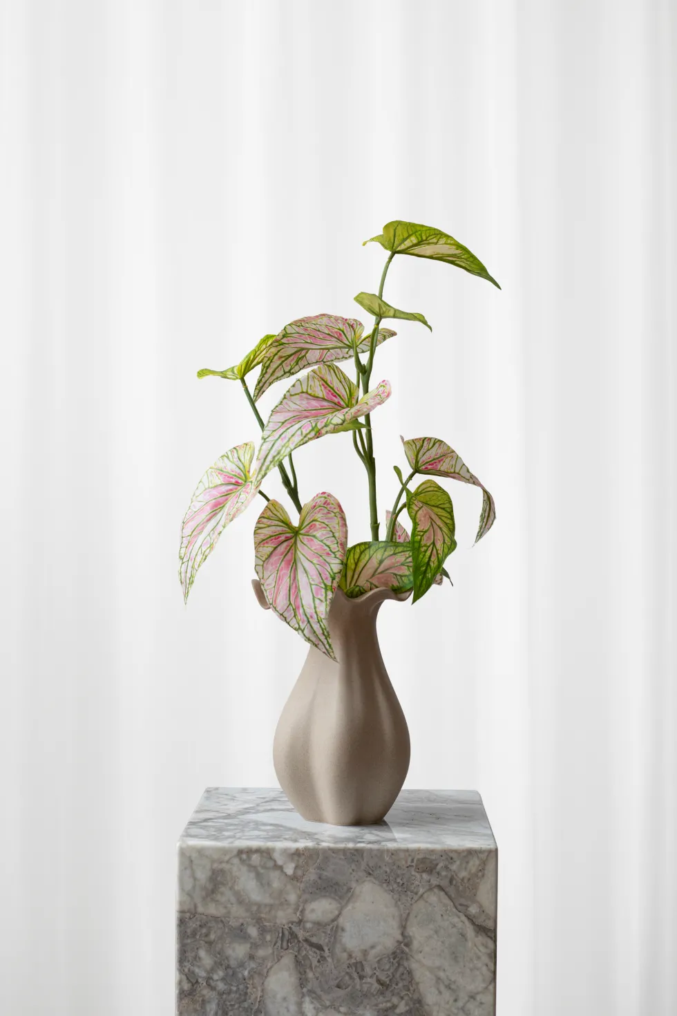 Buket Caladium Blad