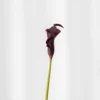 Calla lilje - bordeaux