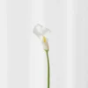 Calla lilje - hvid