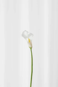Calla lilje - hvid