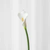 Calla lilje - hvid