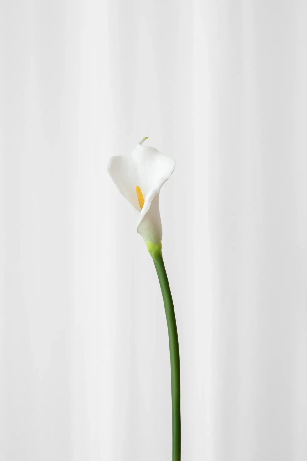 Calla lilje - hvid