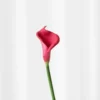 Calla lilje - lilla