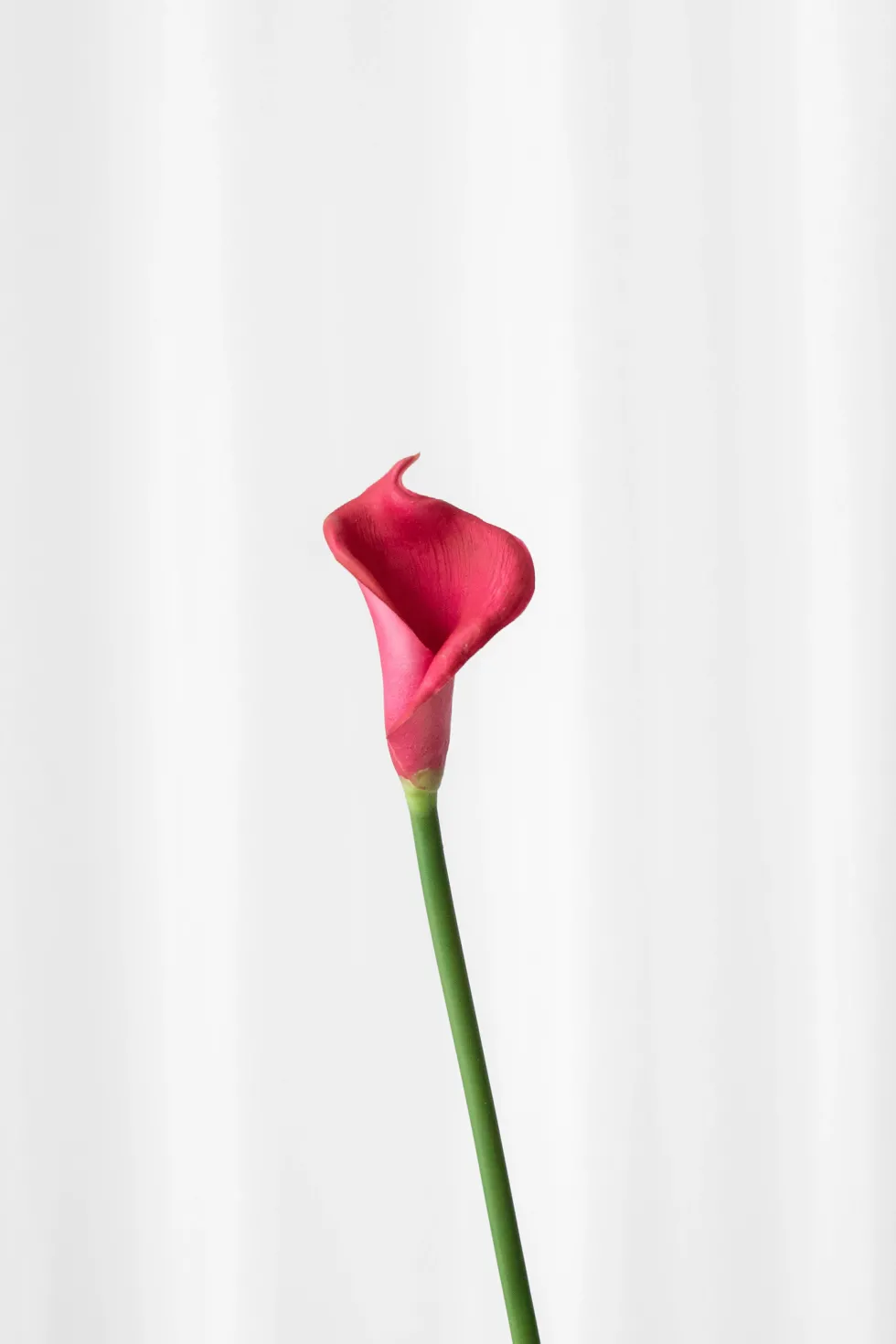 Calla lilje - lilla