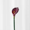 Calla lilje - rød