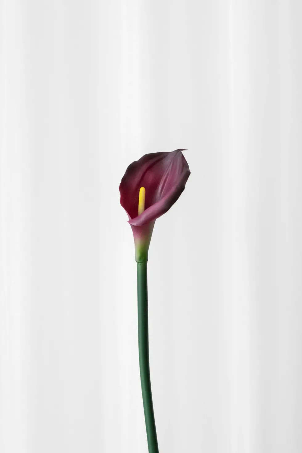 Calla lilje - rød