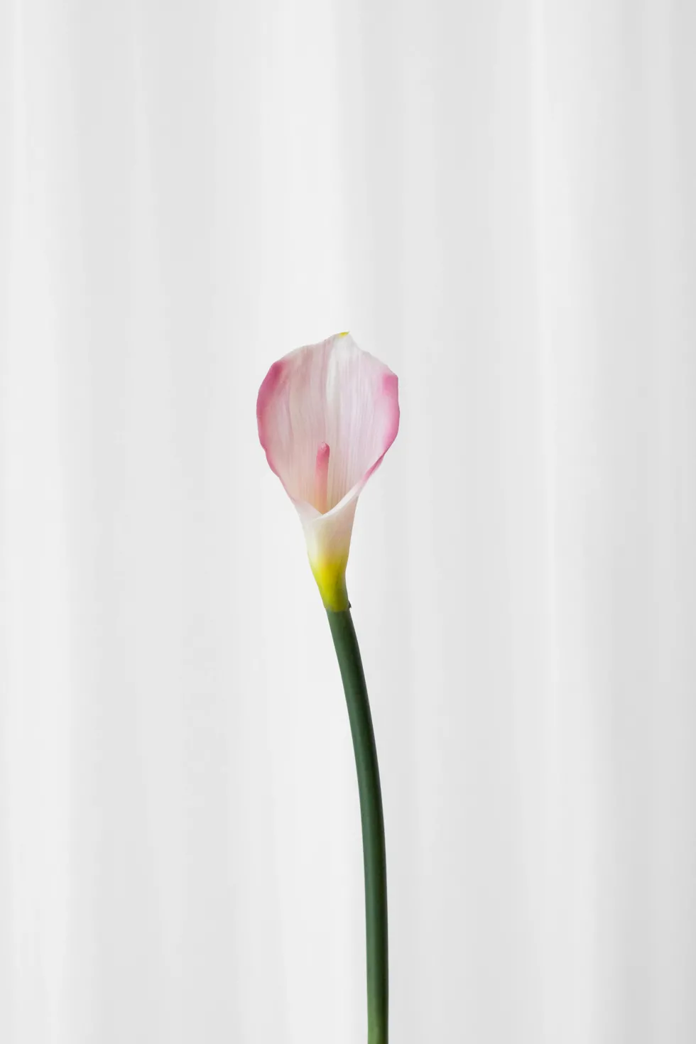 Calla lilje - rosa