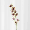 Cymbidium orkide - grøn/lilla