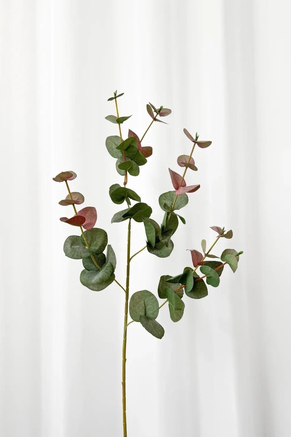 Eukalyptus - green/red