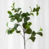Ficus blad