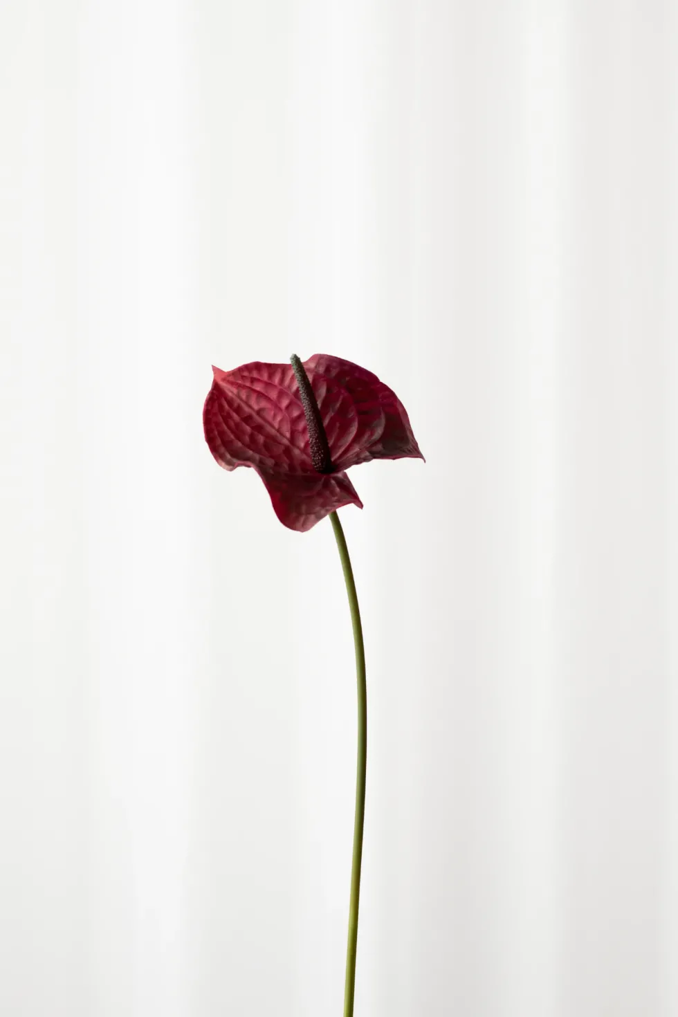 Flamingoblomst - Burgundy