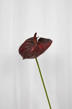Flamingoblomst Kunstig Blomst - Bordeaux