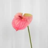 Flamingoblomst Kunstig Blomst - Rose