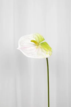 Flamingoblomst Kunstig Blomst - Hvid