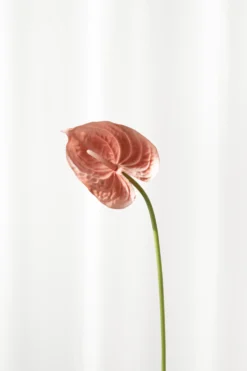 Flamingoblomst - Lille | Rosa