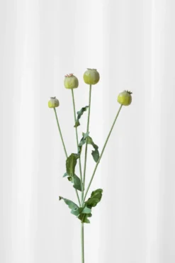 Gren med knop - grøn