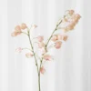 Japansk lygteblomst - rosa