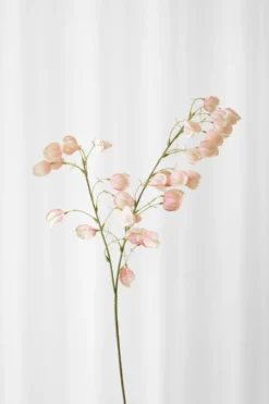Japansk lygteblomst - rosa