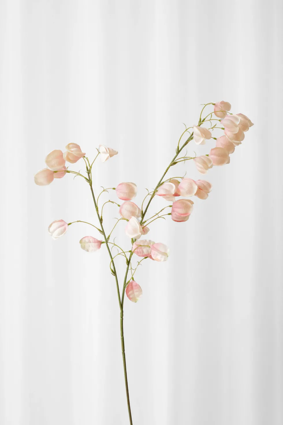 Japansk lygteblomst - rosa