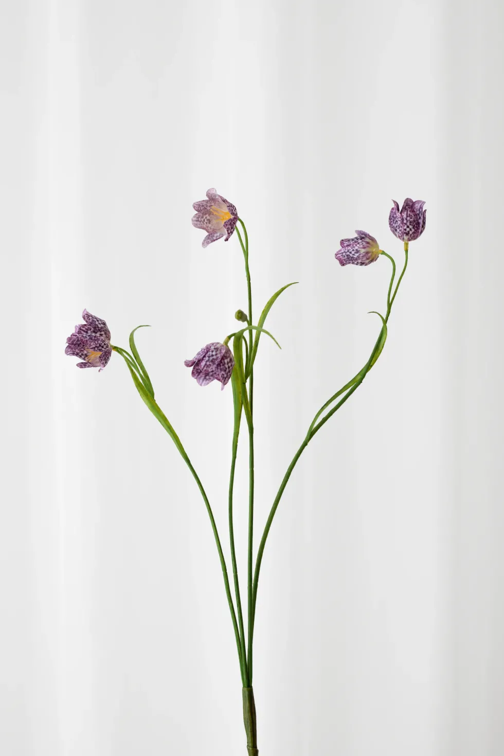Klokkeblomst - lyselilla