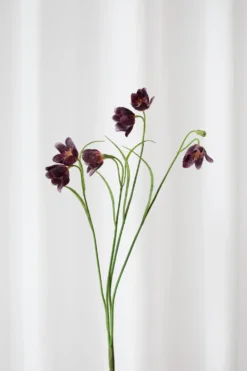 Klokkeblomst - mørkelilla