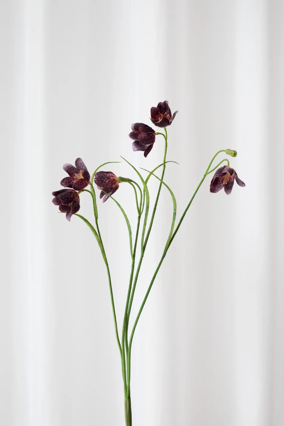 Klokkeblomst - mørkelilla