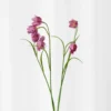 Klokkeblomst - plum