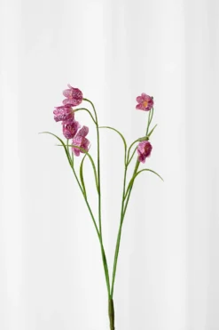 Klokkeblomst - plum