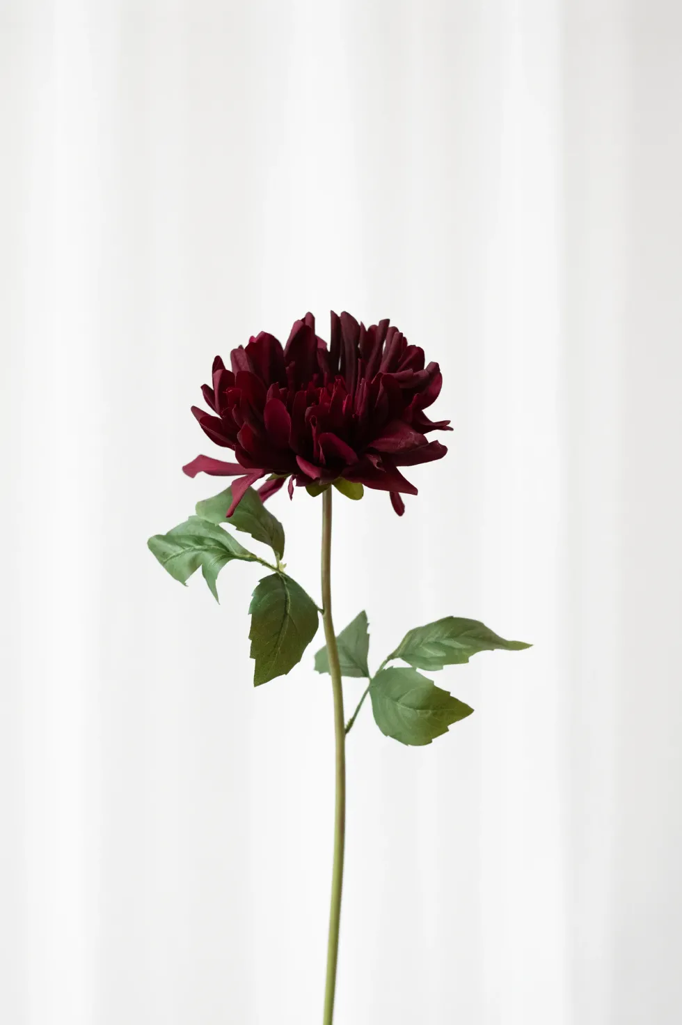 Krysantemum no. 1 - burgundy