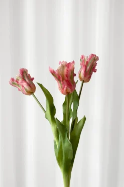 Papegøjetulipan bundt - pink