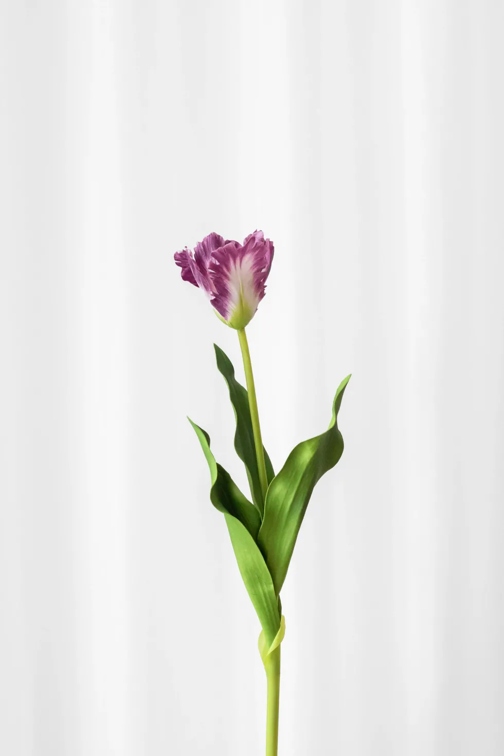 Papegøjetulipan stilk - lilla