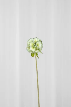 Skabiose Kunstig Blomst - Grøn | Ét hoved
