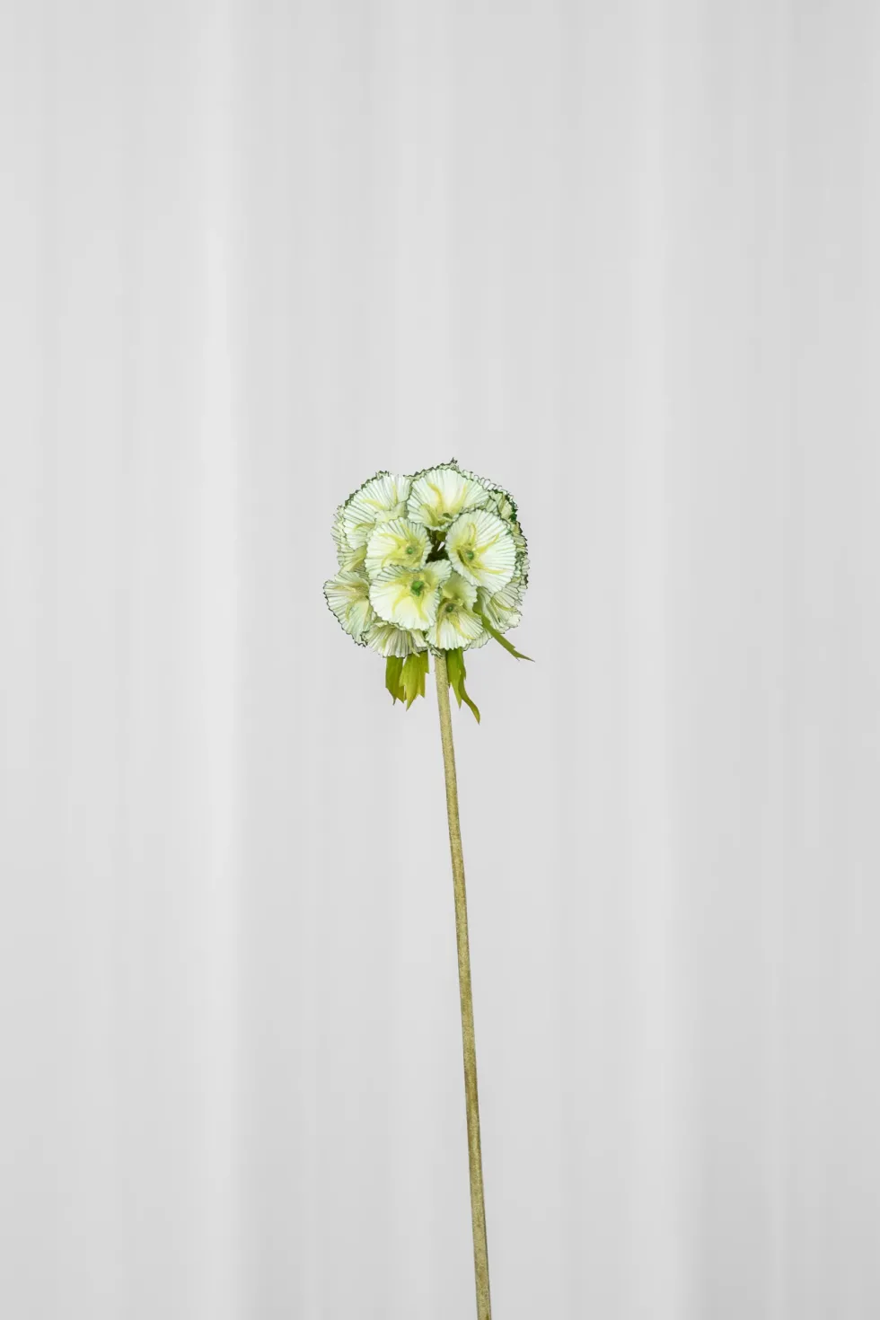 Skabiose Kunstig Blomst - Grøn | Ét hoved