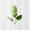 Syrenhortensia - Lysegrøn