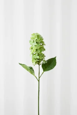 Syrenhortensia - Lysegrøn