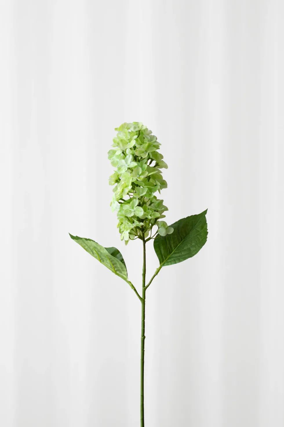 Syrenhortensia - Lysegrøn