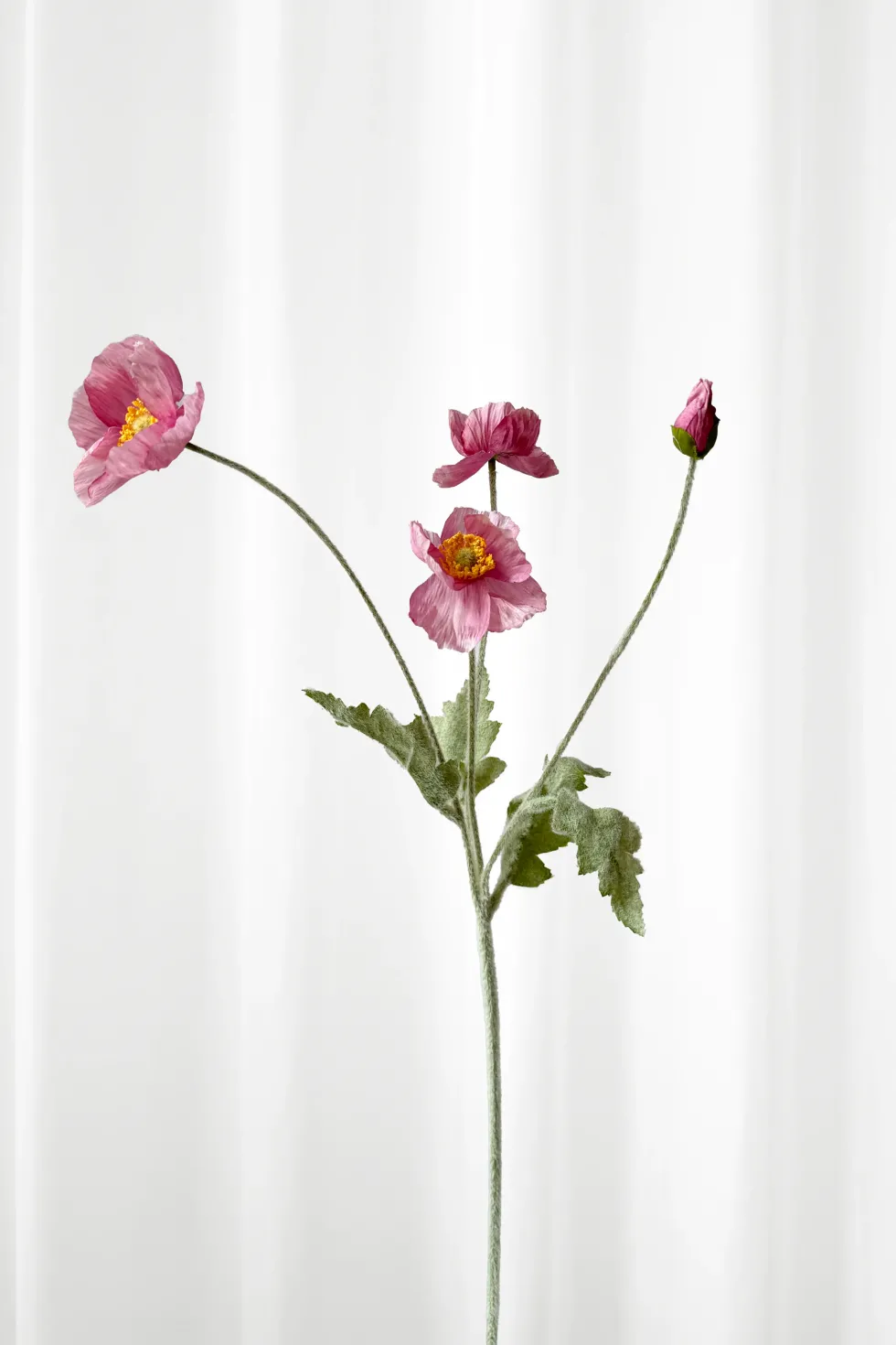 Valmue - lyserød